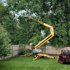 Best Tree Removal  in Reinbeck, IA