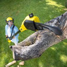 Why Choose Our Tree Removal Services in Reinbeck, IA?