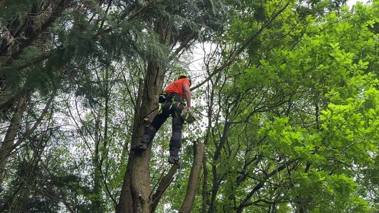 Best Seasonal Cleanup (Spring/Fall)  in Reinbeck, IA