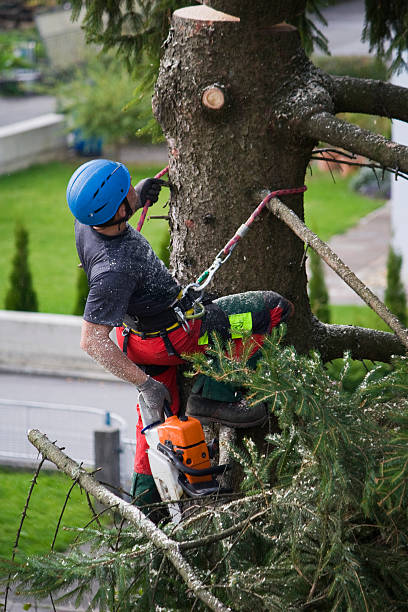 Best Commercial Tree Services  in Reinbeck, IA