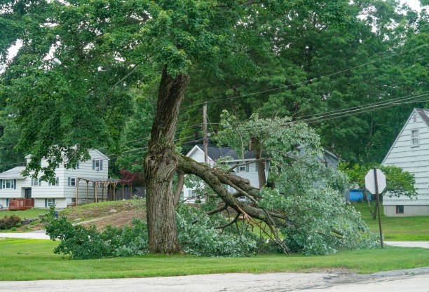  Reinbeck, IA Tree Services Pros